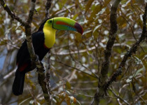 Keel-billed Toucan