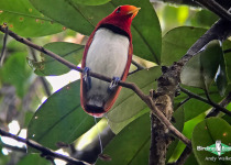 King Bird-of-paradise