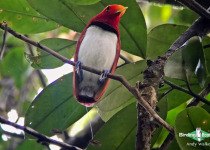 King Bird-of-paradise