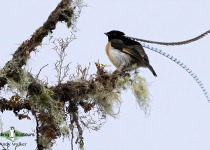 King of Saxony Bird-of-Paradise