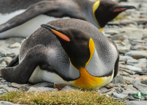 King Penguin