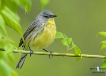 Kirtland's Warbler