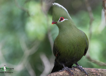 Knysna turaco