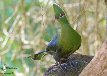 Knysna turaco