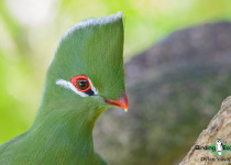 Knysna turaco