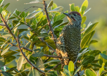 Knysna Woodpecker