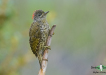 Knysna Woodpecker