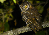 Koepcke's Screech Owl