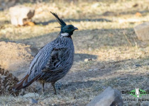 Koklass Pheasant