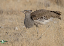Kori Bustard