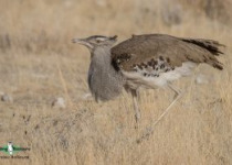 Kori Bustard
