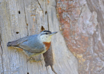 Krüper's Nuthatch