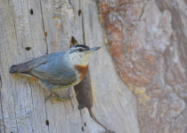 Krüper's Nuthatch