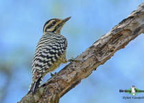 Ladder-backed Woodpecker