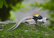 Lady Amherst's Pheasant