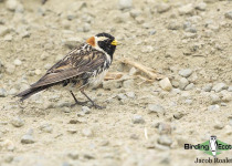 Lapland Longspur
