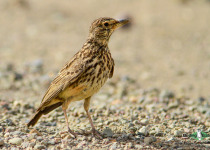 Large-billed Lark
