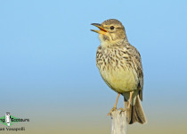 Large-billed Lark