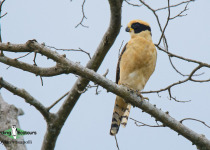 Laughing Falcon