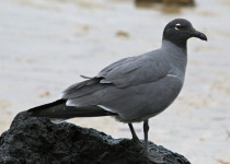 Lava Gull