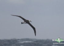 Laysan albatross