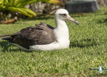 Laysan albatross