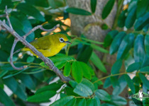 Lemon-bellied White-eye