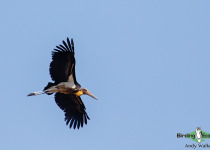 Lesser Adjutant