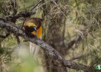 Lesser Bird-of-Paradise