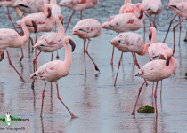 Lesser Flamingo