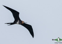 Lesser Frigatebird