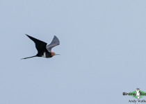 Lesser Frigatebird