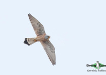 Lesser Kestrel