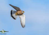 Lesser Kestrel