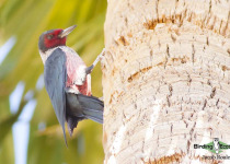 Lewis's Woodpecker
