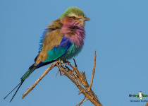 Lilac-breasted roller