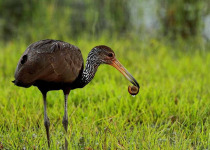Limpkin