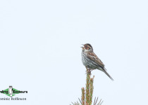 Little Bunting