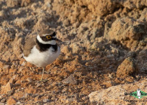 Little Ringed Plover