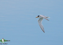 Little Tern