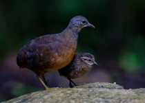 Little Tinamou