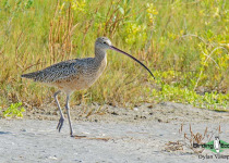 Long-billed Curlew