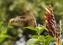 Long-billed Hermit