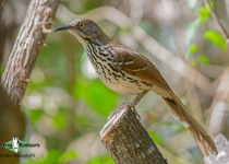 Long-billed Thrasher