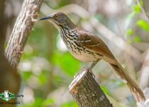 Long-billed Thrasher