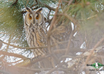 Long-eared Owl