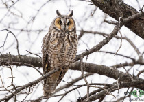 Long-eared Owl