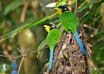 Long-tailed Broadbill