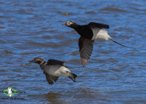 Long-tailed Duck