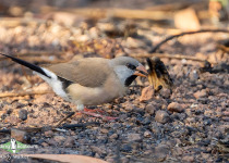 Long-tailed Finch